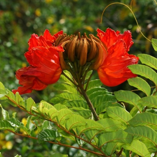 Spathodea Campanulata, Rudrapalsh, Rugtoora, Nirukavi, African Tulip Tree